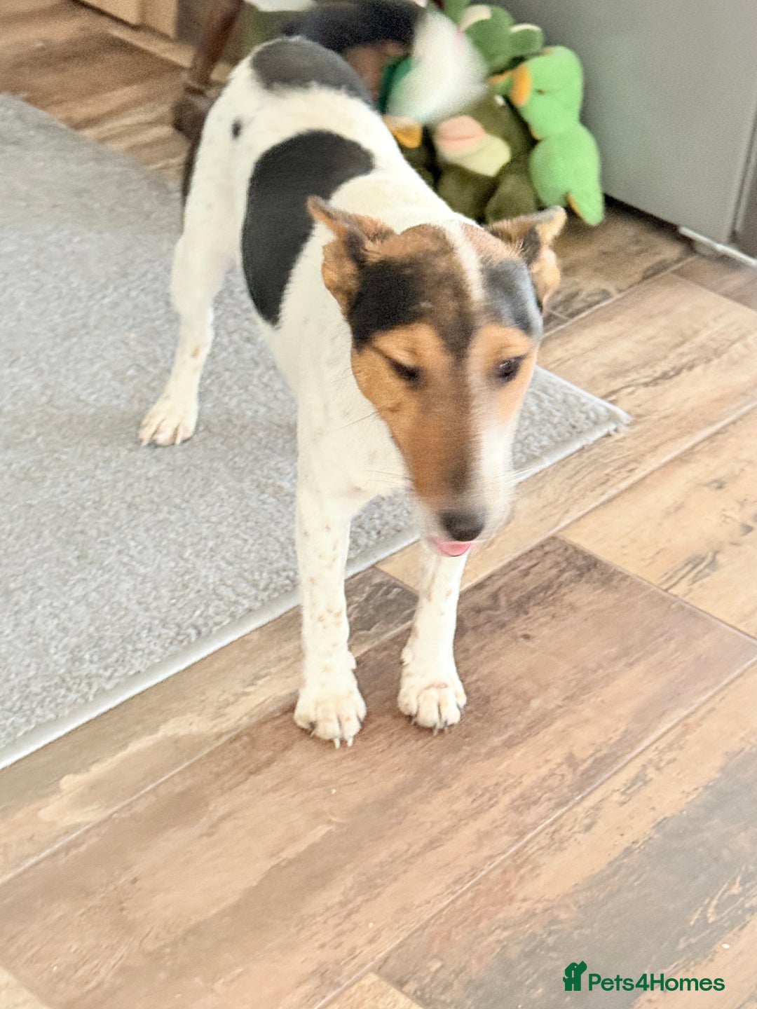 Fox Terrier dogs for adoption: Sweet Mizzo looking for LOVE - Image 10