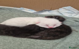 British Shorthair cats for sale: Beautiful Tortoiseshell and White pure BSH - Image 1
