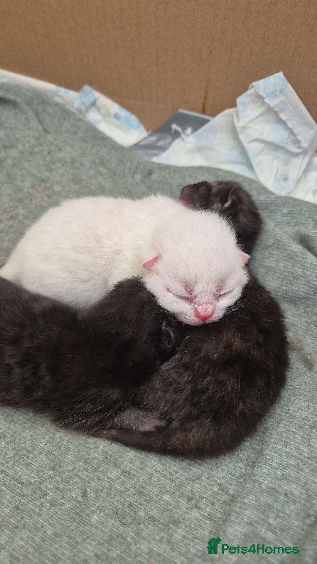 British Shorthair cats for sale: Beautiful Tortoiseshell and White pure BSH - Image 1