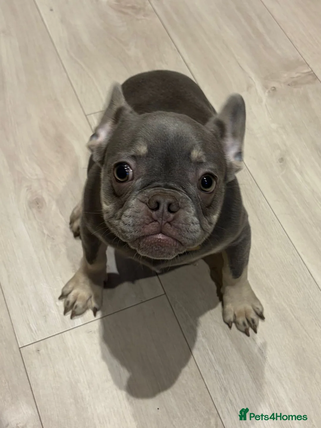French Bulldog dogs for sale: Beautiful French bulldog DWKC registered  in Rochester - Advert 2