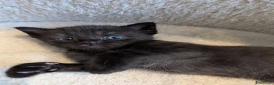 Panther