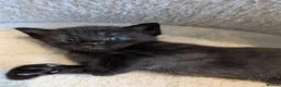 Mixed Breed cats for sale: Maine Coon x British Shorthair - Advert 11