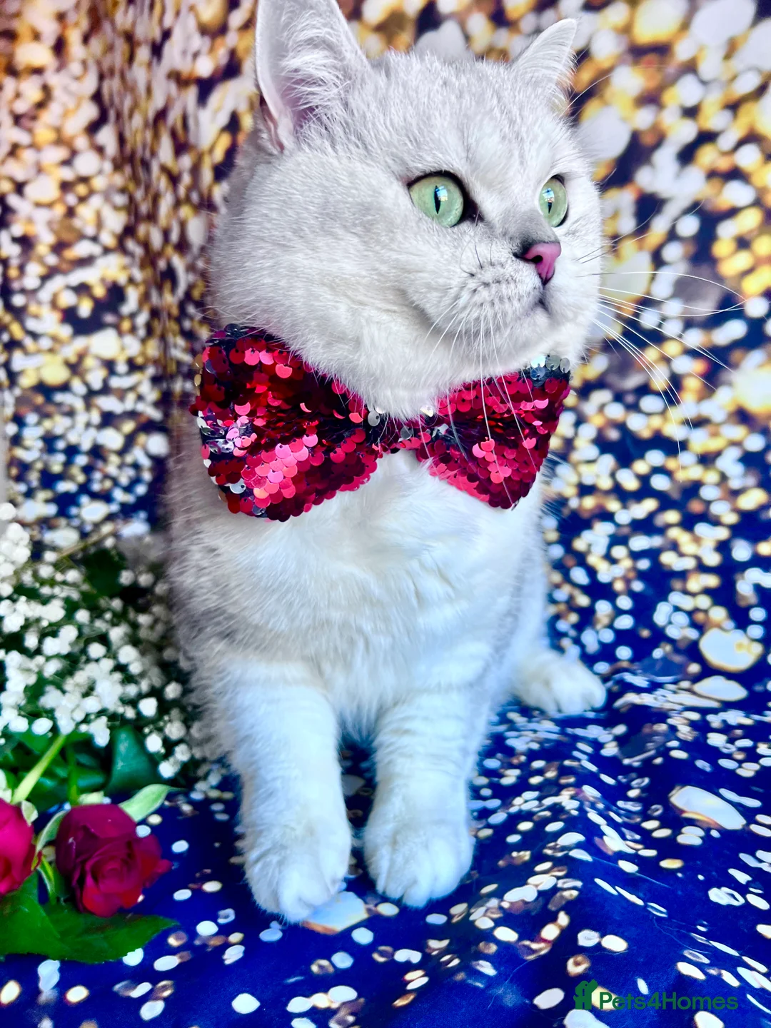 British Shorthair cats for stud: ACTIVE reg 𝑮𝑪𝑪𝑭/TICA BSH CHINCHILLA 🏆 in Ilford - Advert 5