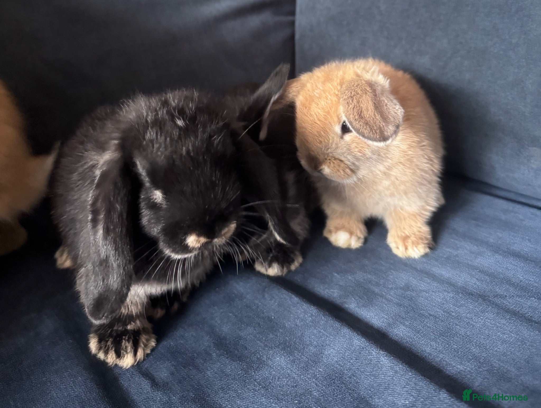 Mini Lop rabbits 4 x mini lops 8 weeks old for sale - Advert 1