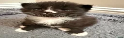 British Shorthair cats for sale: A litter of four beautiful kittens.  - Advert 4