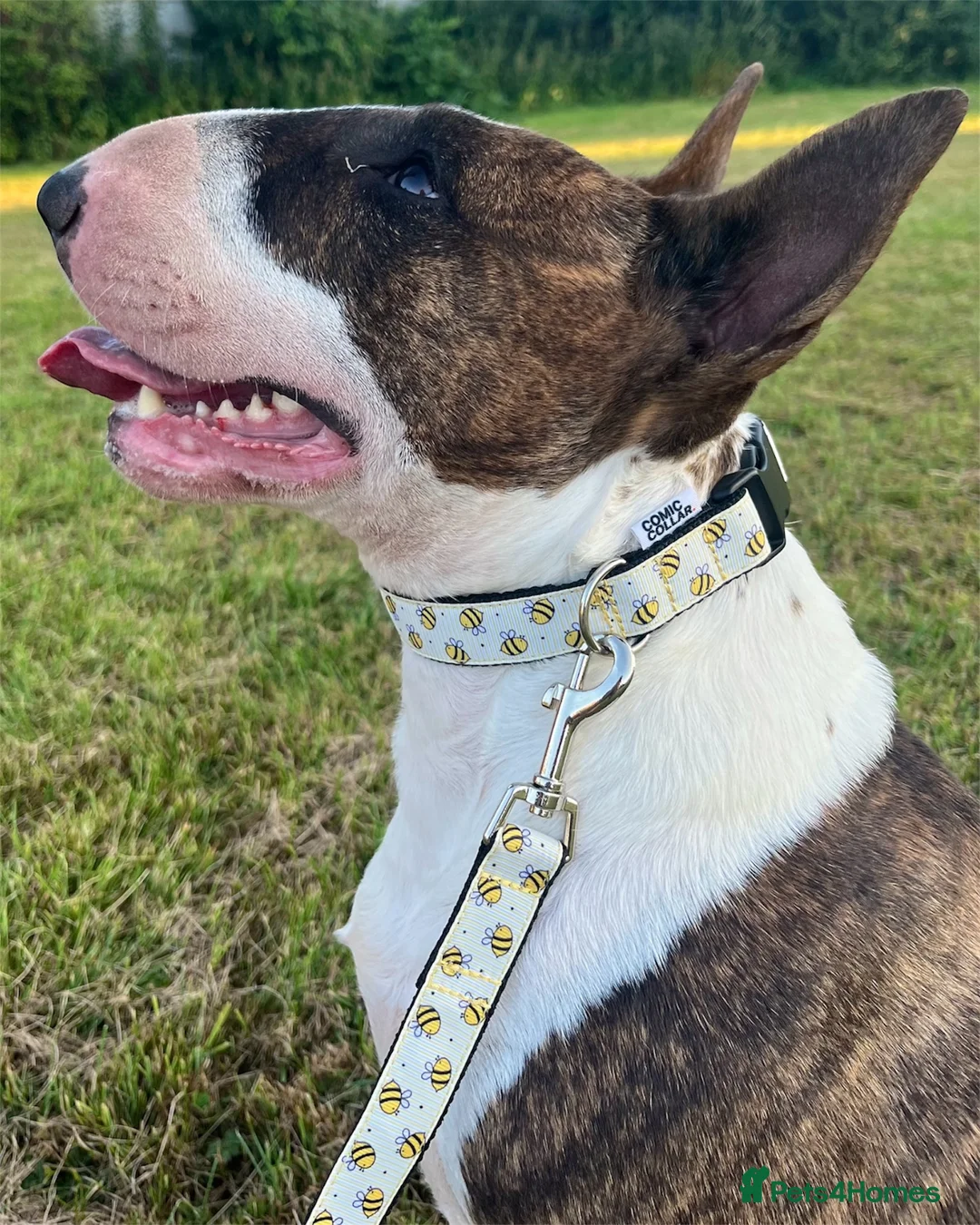 English Bull Terrier dogs for sale: Bull terrier standard. KC registered. BOY - Advert 3