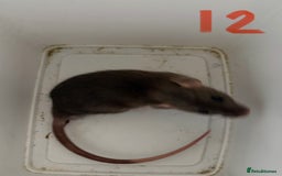 Rat rodents for sale: Mixed baby rats  - Image 12