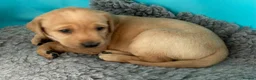 Labrador Retriever dogs for sale: Labrador pups from health tested parents  - Advert 10