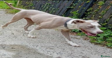 Mixed Breed dogs - Advert 16