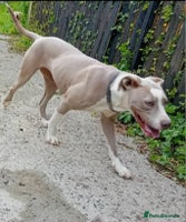 Mixed Breed dogs - Advert 16