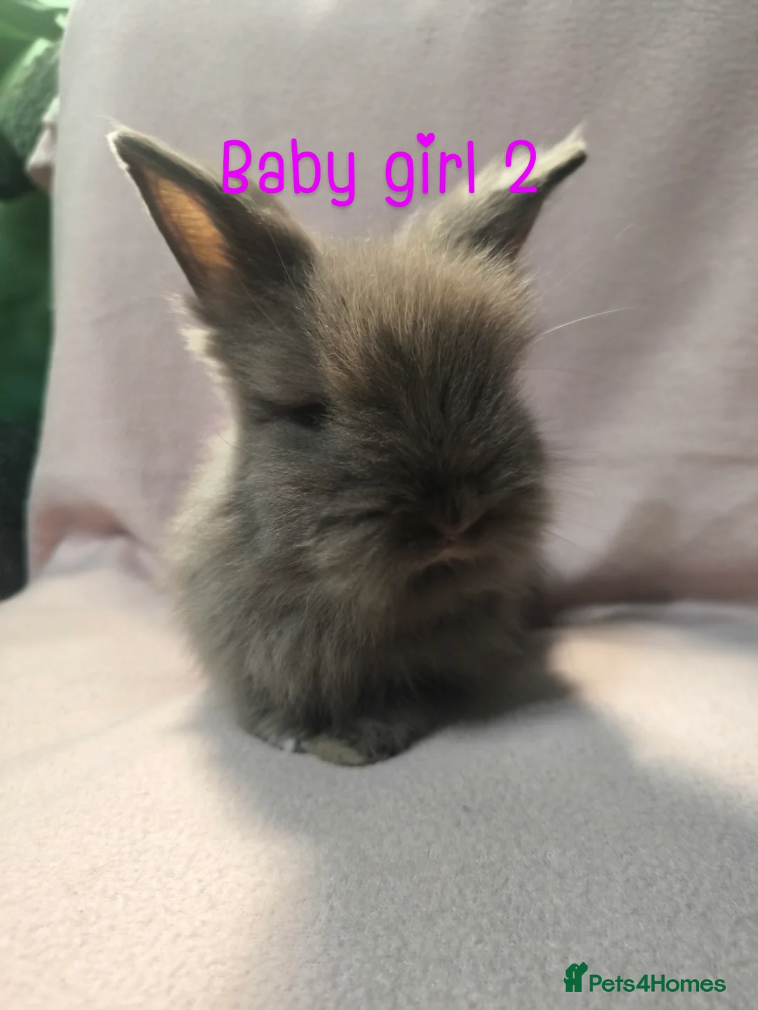 Mixed Breed rabbits for sale: Angora cross mini lionhead  - Advert 6