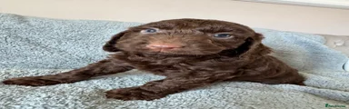Cockapoo 3