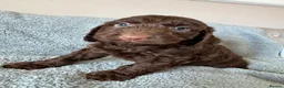 Cockapoo dogs for sale: Cockapoo puppies - Advert 9