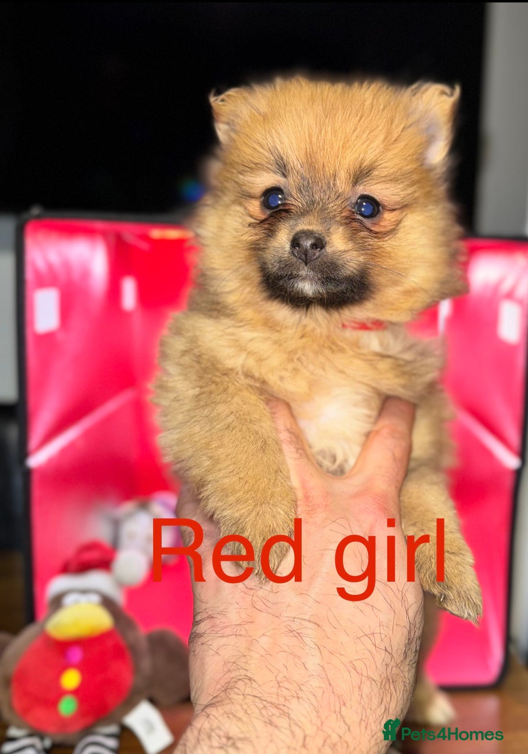 Pomeranian dogs for sale: 6 Adorable Mini/Tiny/ Fluffy Pomeranian Puppies  - Advert 11