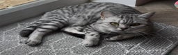 British Shorthair cats for sale: GCCF REGISTERED SILVER TABBY & SPOTTED BSH KITTENS - Advert 9