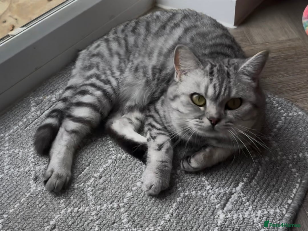 British Shorthair cats for sale: GCCF REGISTERED SILVER TABBY & SPOTTED BSH KITTENS - Advert 9