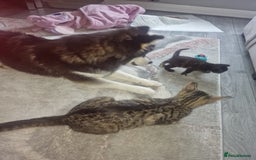 Bengal cats for sale: Stunning bengal X kittens - Image 7