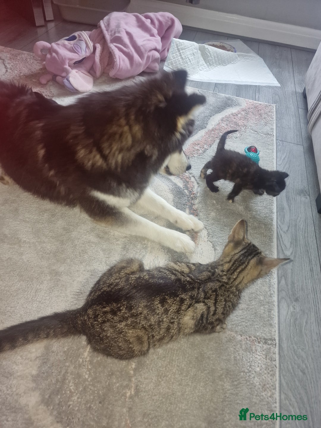 Bengal cats for sale: Stunning bengal X kittens - Image 7
