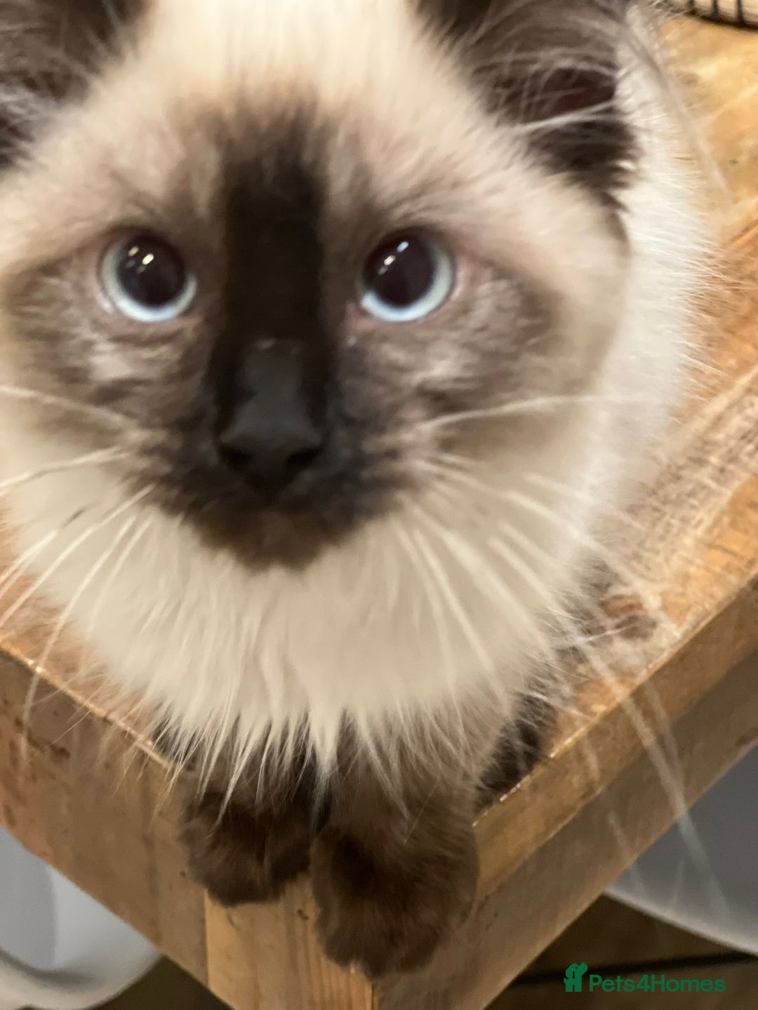 Ragdoll cats for sale: Ragdoll kitten - Image 2