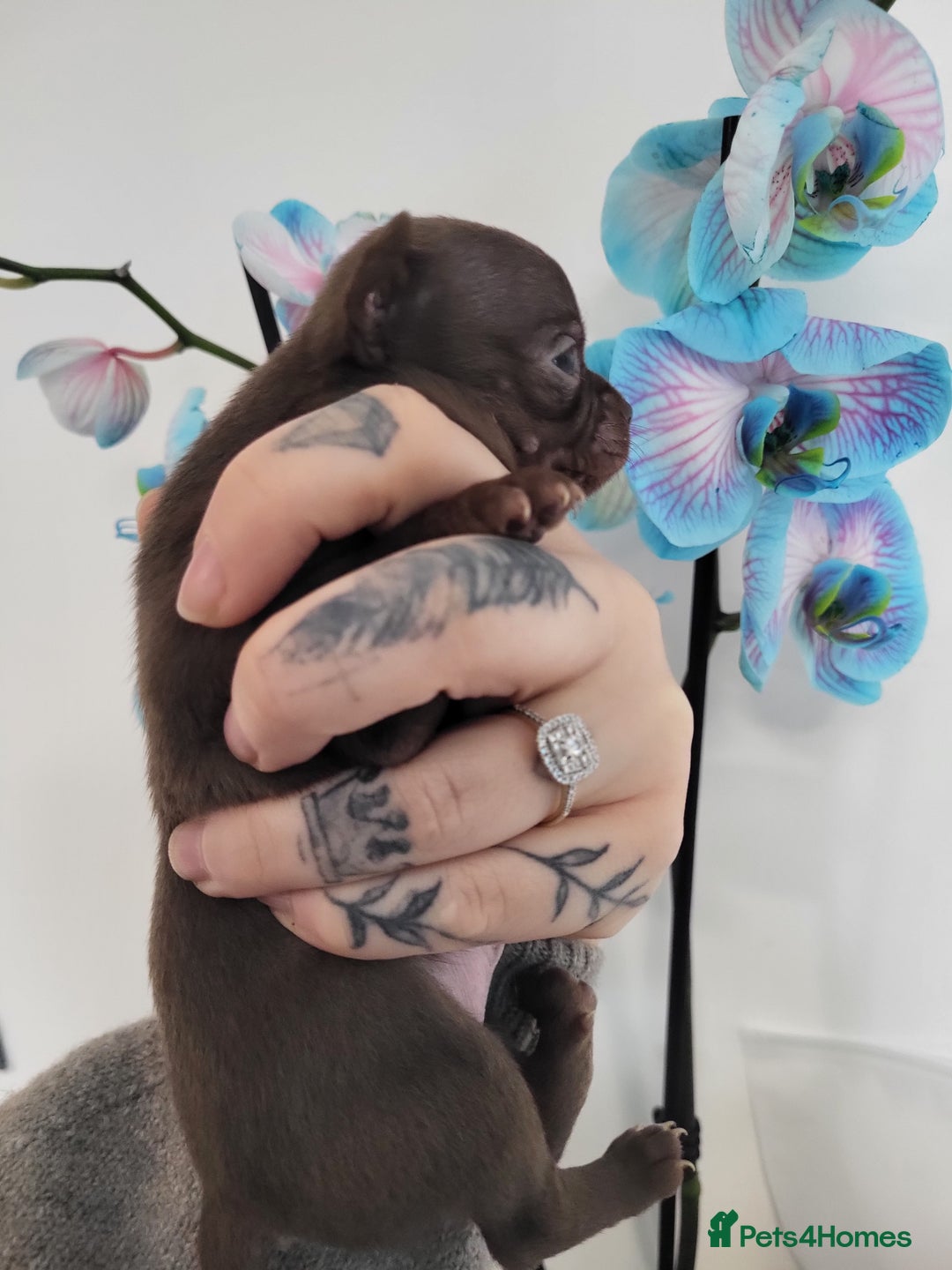 Chihuahua dogs for sale: 3 Male DWKC ** Chihuahuas  - Image 16