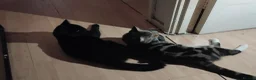 Mixed Breed cats for stud: Mixed tabby or black cat for stud - Advert 2