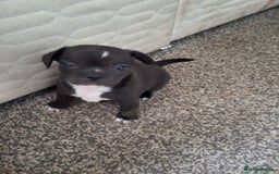 Mixed Breed dogs for sale: Frenchie chihuahua ( bullhuahua) - Image 14