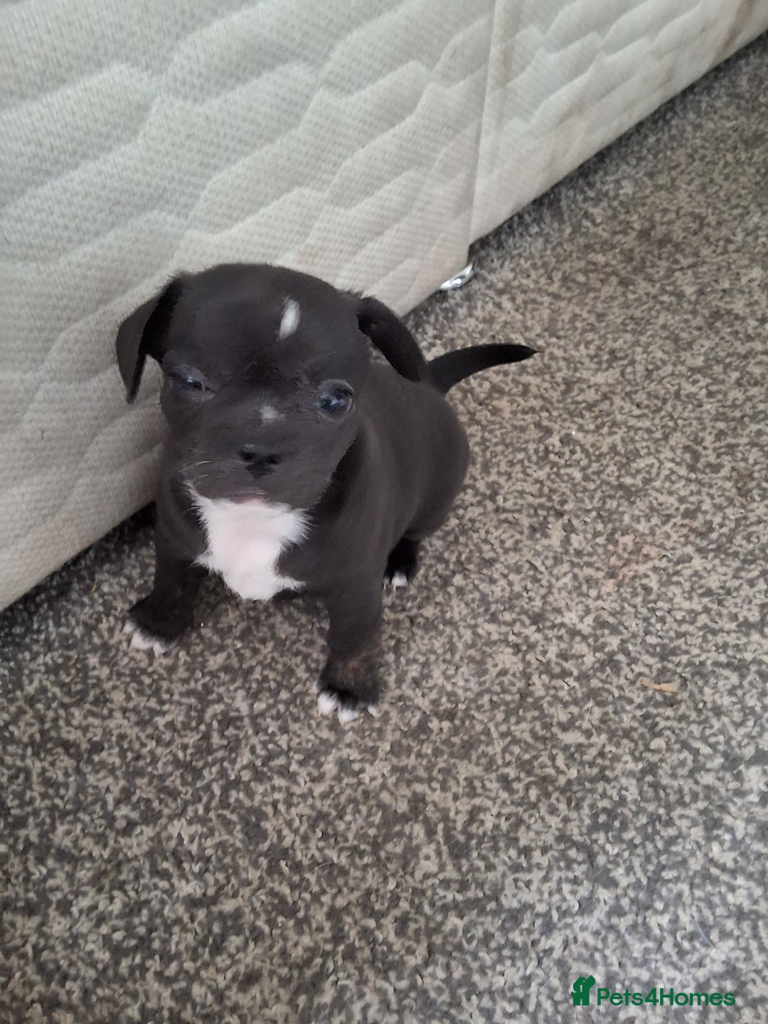 Mixed Breed dogs for sale: Frenchie chihuahua ( bullhuahua) - Image 14