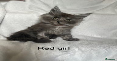 Maine Coon cats - Advert 1