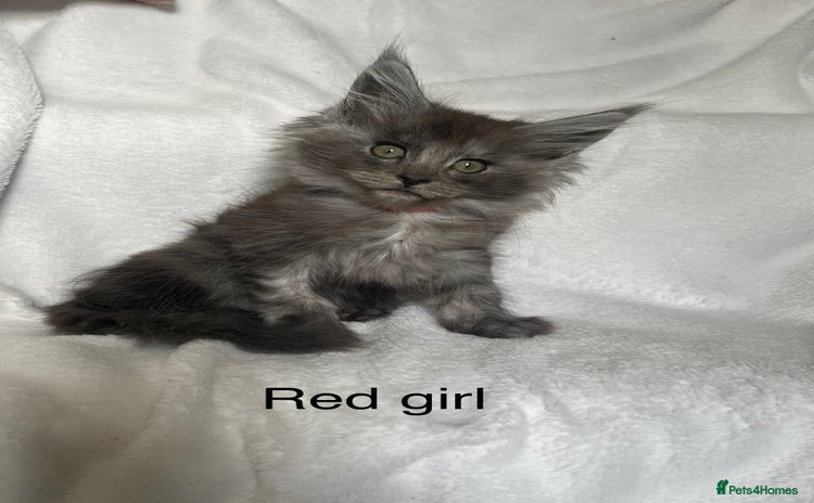 Maine Coon cats - Advert 5