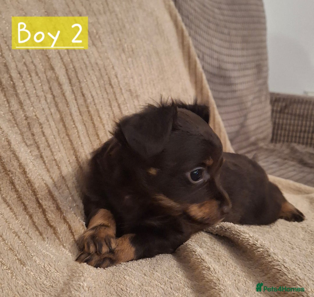Russian Toy Terrier dogs for sale: Pure blood Russian Toy smooth and long haired - Image 6