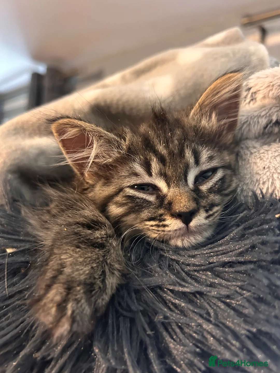 Mixed Breed cats for sale: Reduced last 2 females ragdoll x maincoon  - Advert 1