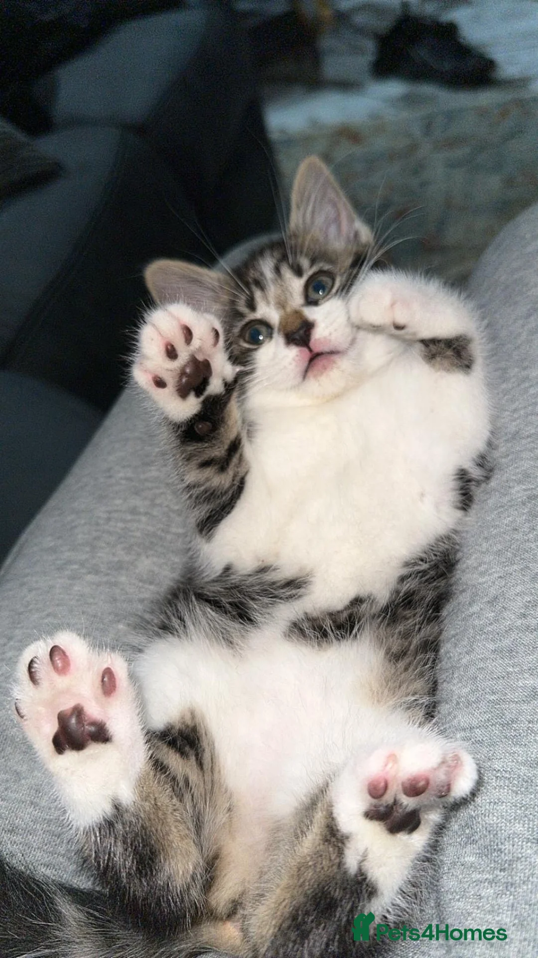 Domestic Shorthair cats for sale: Cute tabby kitten - Advert 1