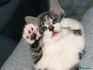 Domestic Shorthair cats Cute tabby kitten - Advert 4