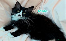 Mixed Breed cats for sale: Maine Coon X Kittens Still Available!! - Image 4