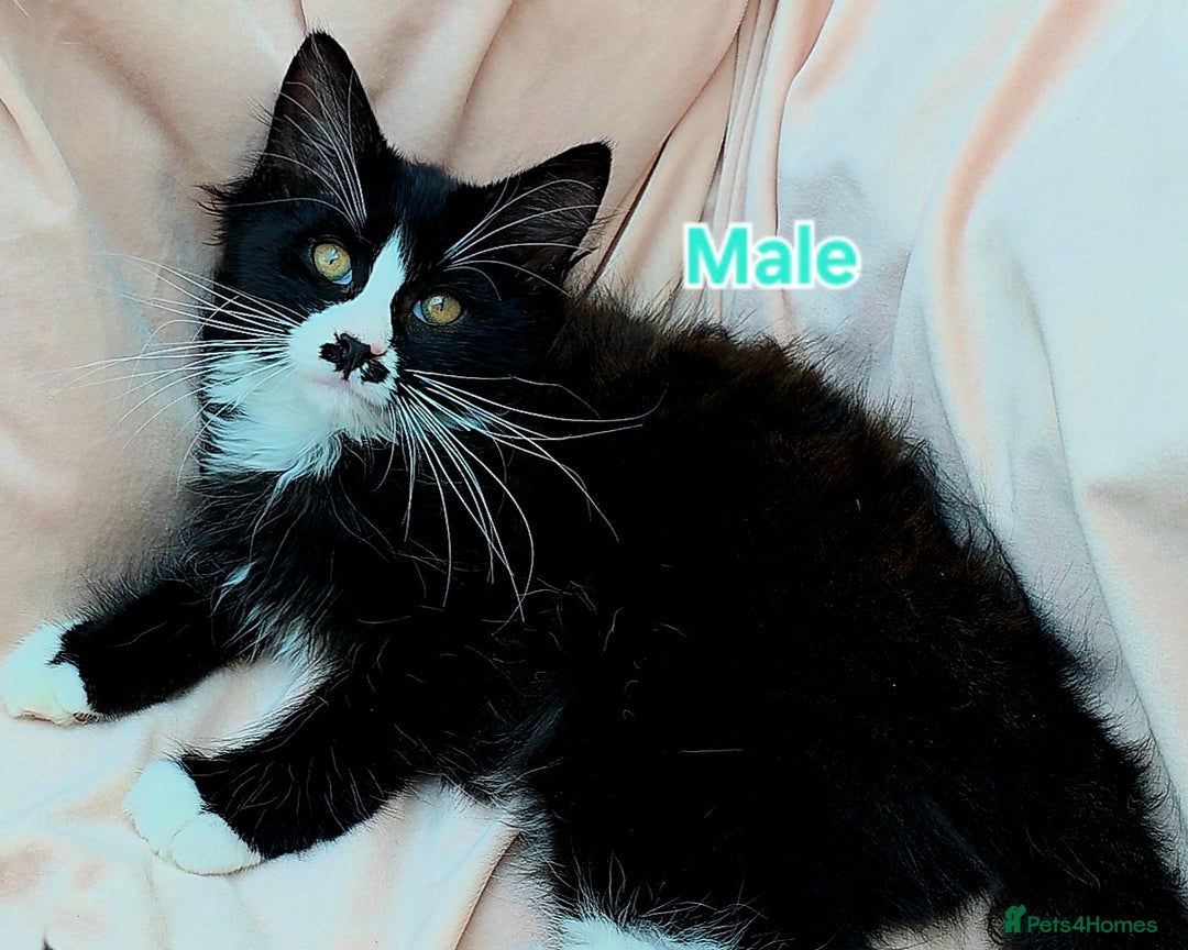 Mixed Breed cats for sale: Maine Coon X Kittens Still Available!! - Image 4