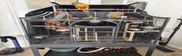 Conures birds for sale: Friendly 7 month old green cheek conure - Advert 5