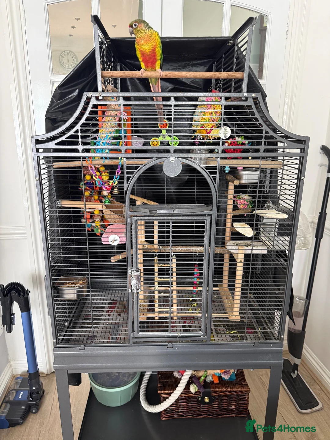 Conures birds for sale: Friendly 7 month old green cheek conure - Advert 5