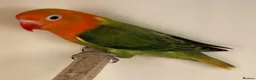 Lovebirds birds for sale: Lovebirds pale fallows - Advert 9