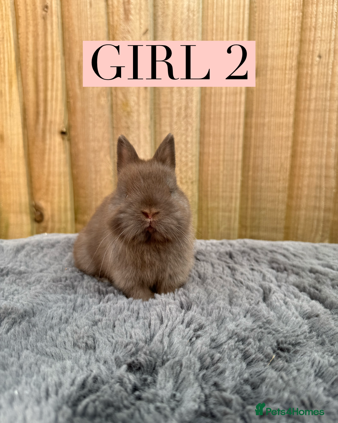Netherland Dwarf rabbits for sale: Stunning litter of pure Netherland dwarfs  - Image 4
