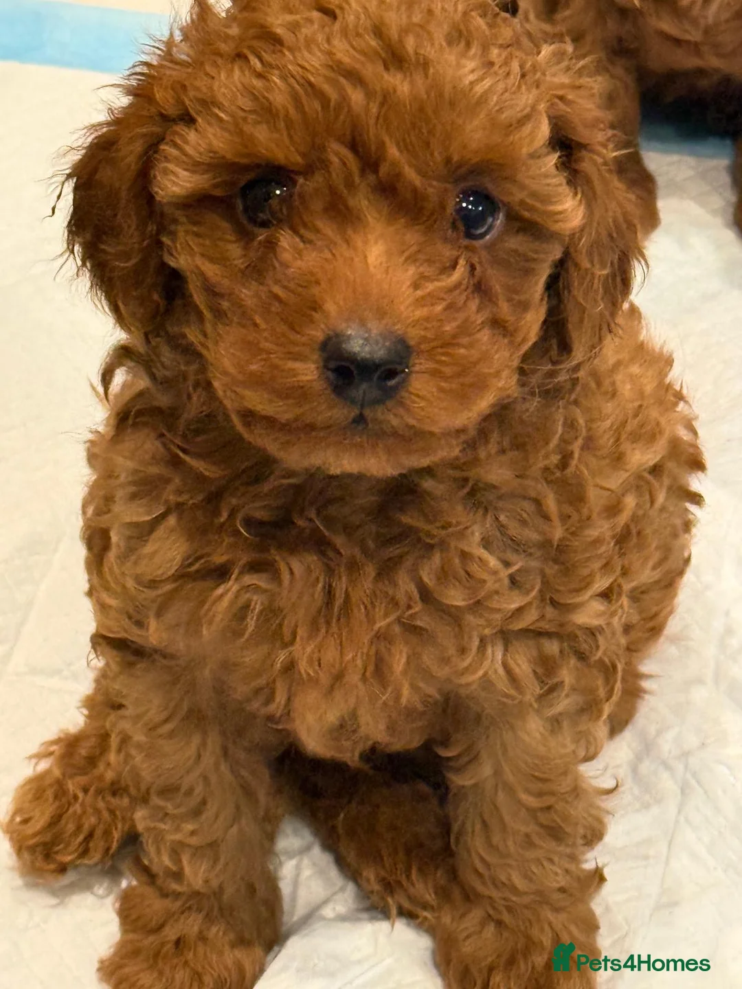 Cockapoo dogs for sale: Stunning Deep Red F1B cockapoo in Guildford - Advert 1