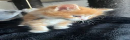 Maine Coon cats for sale: READY NOW! Maine Coon kittens  - Advert 18