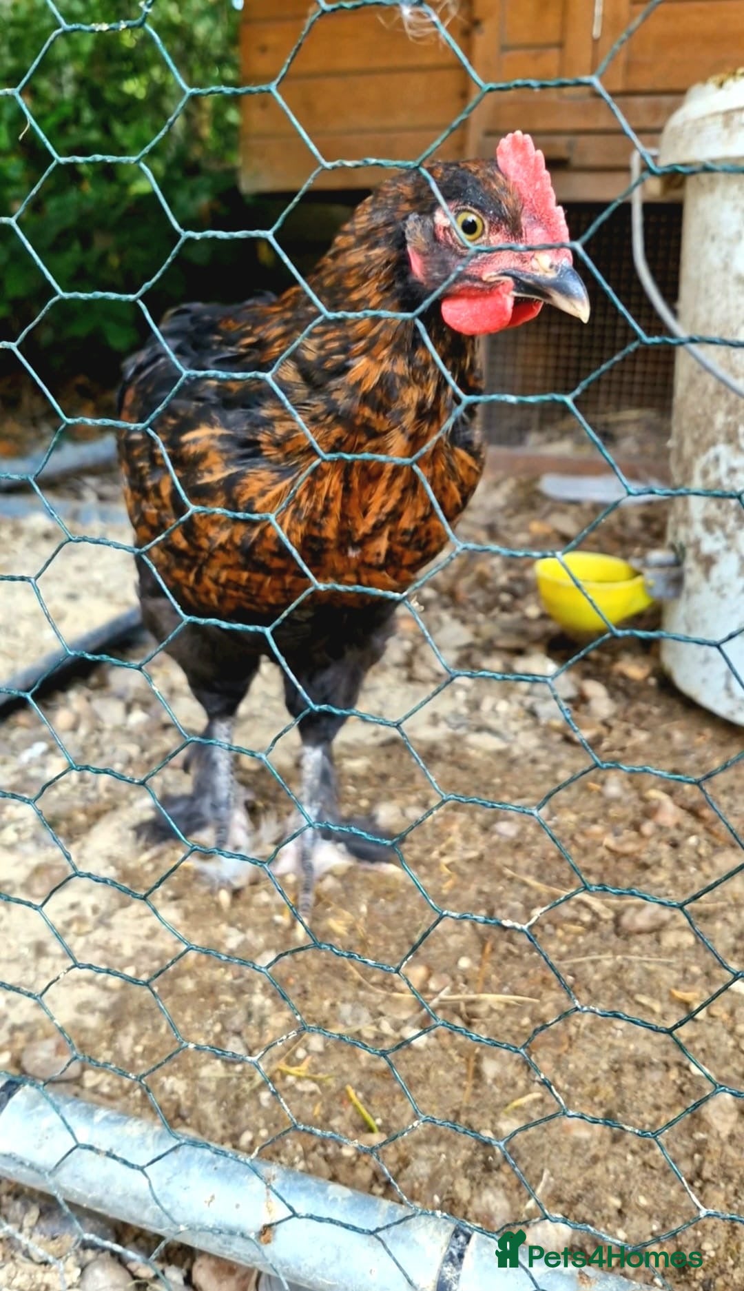 Chickens poultry for sale: Black French Copper Marans - Image 7