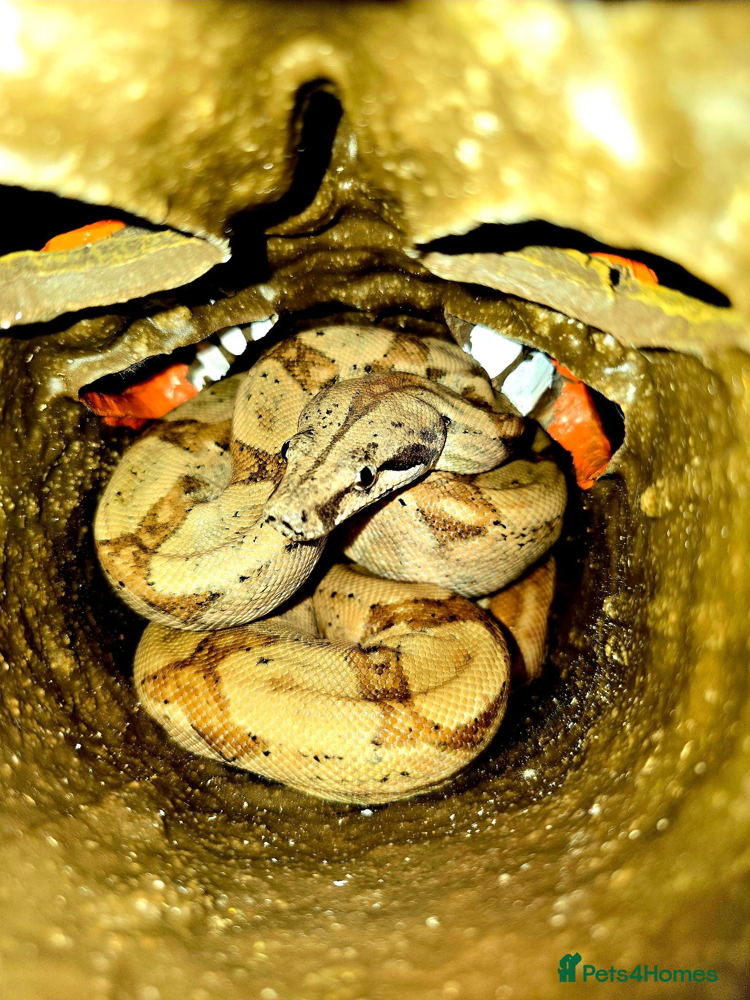 Boa Snake reptiles Male BCI for sale - Advert 1