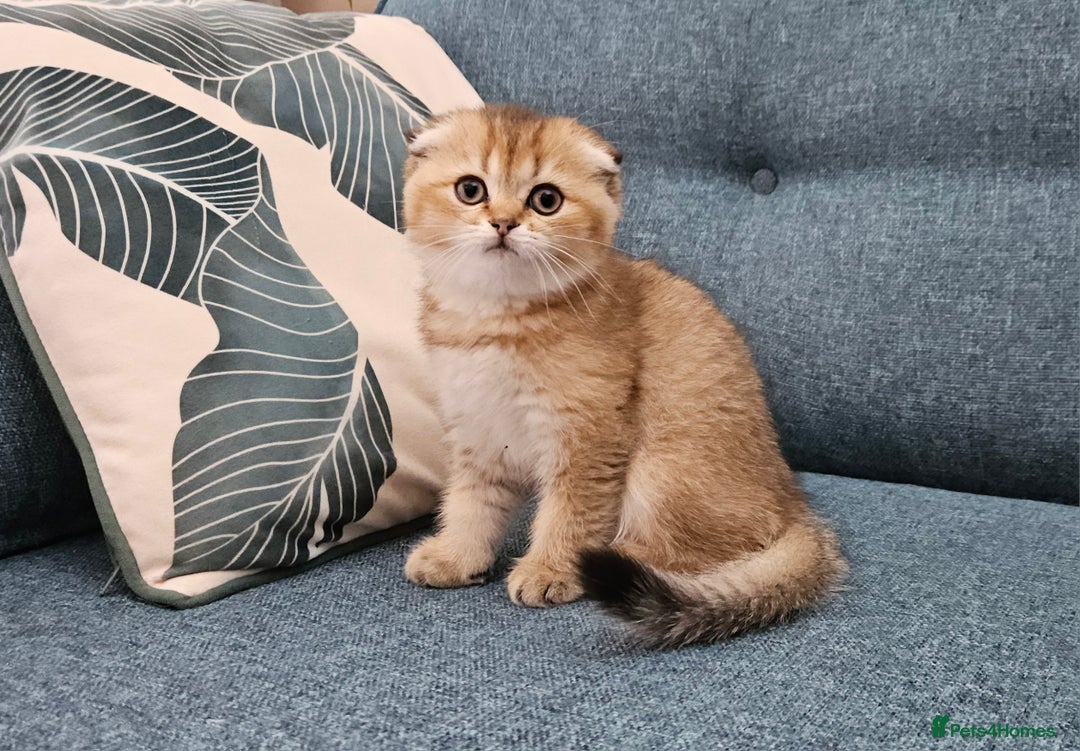 Scottish Fold cats for sale: Excellent Scottish fold kittens  - Image 14