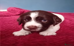 English Springer Spaniel dogs for sale: English Springer Spaniel  - Advert 6