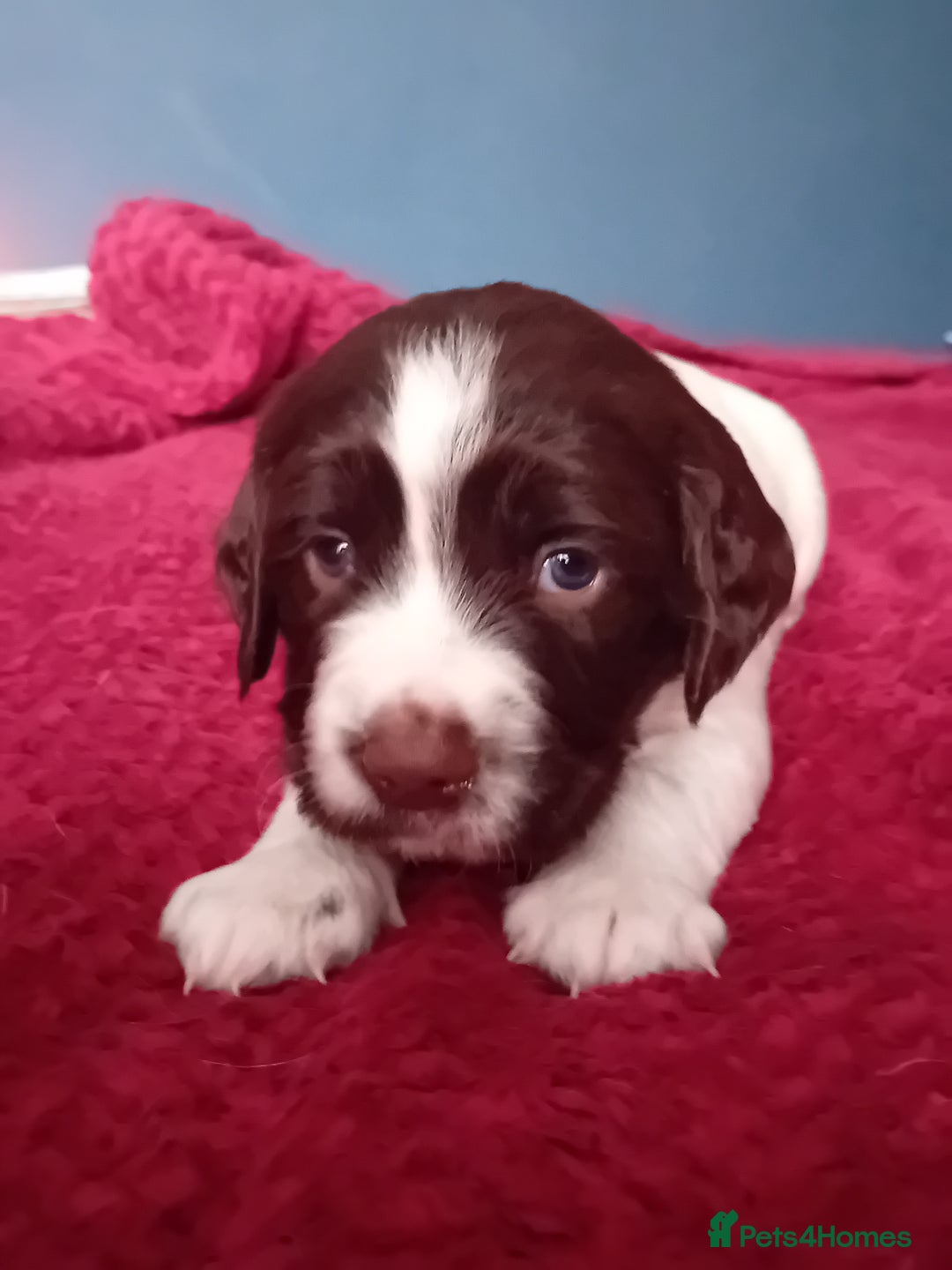 English Springer Spaniel dogs for sale: English Springer Spaniel  - Advert 6