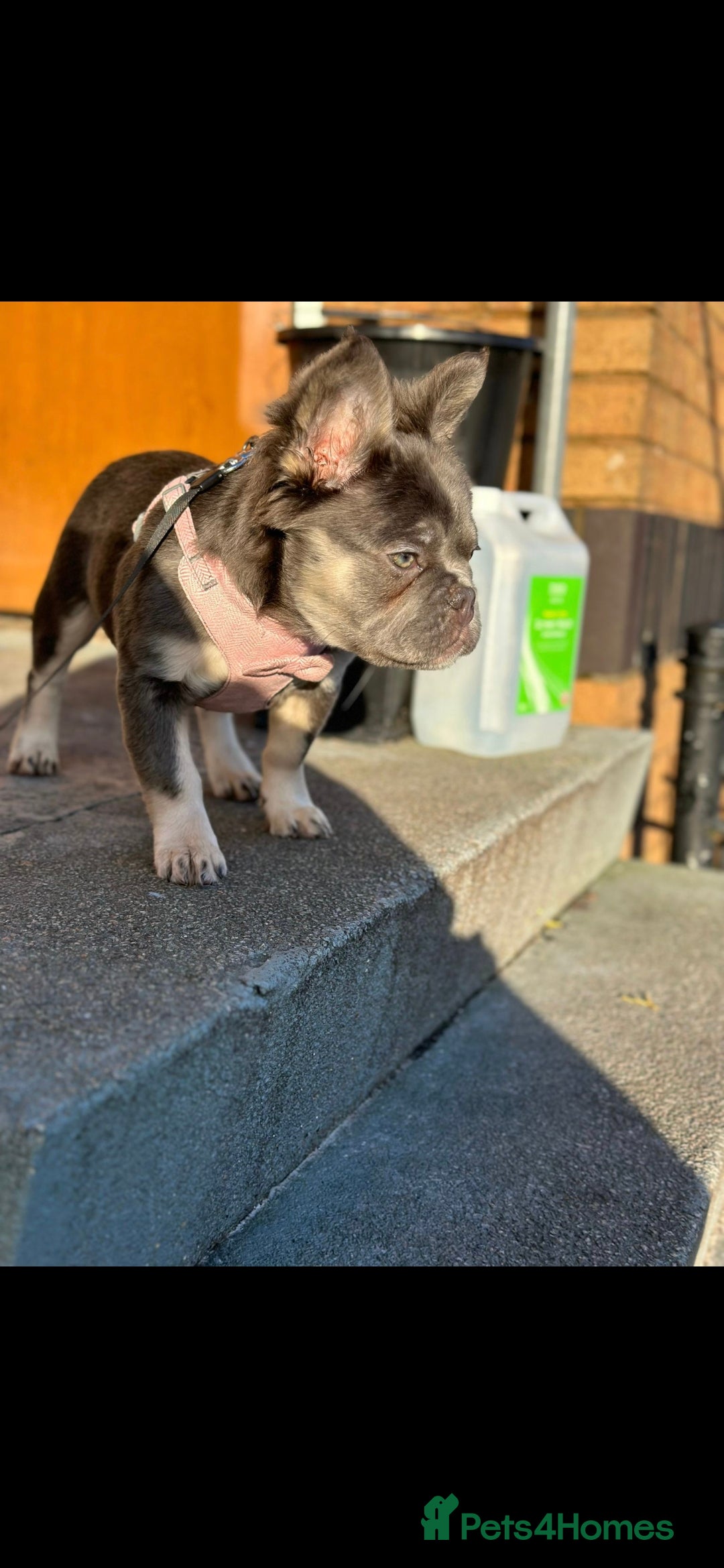 French Bulldog dogs for sale: 1 Year old Fluffy Frenchie - Image 2