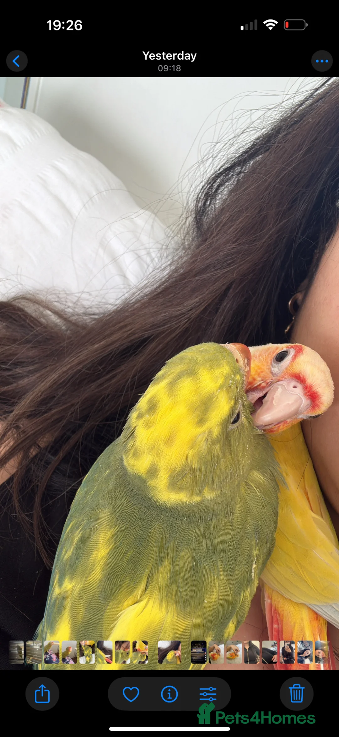 Parrots birds for sale: 1 month- hand tamed Indian ring neck-cuddles-rare  - Advert 2