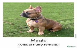 French Bulldog dogs for sale: Visual Fluffy Frenchie KC  - Image 2