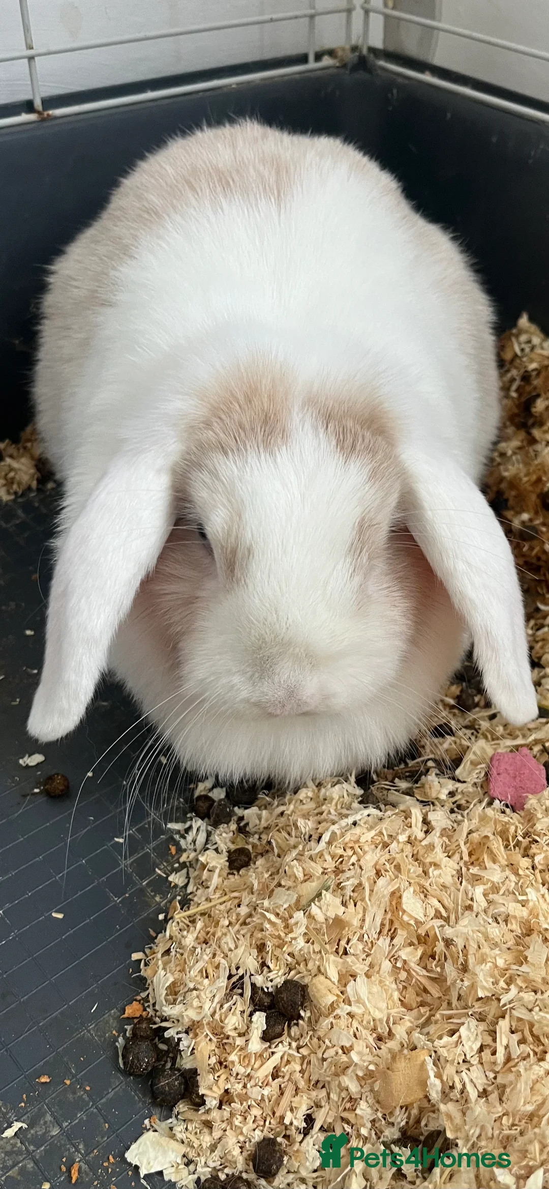 Mini Lop rabbits for sale: Mini lop pair - Advert 2